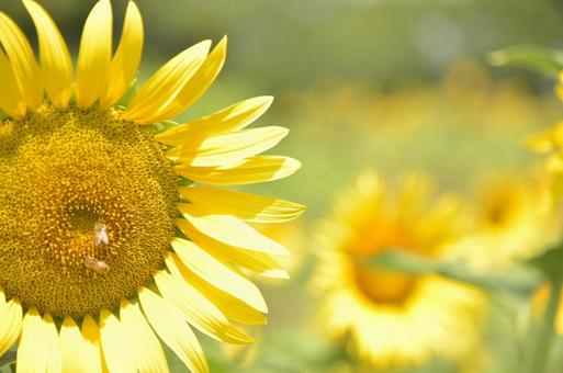 Photo, sunflower, sun flower, summer, 