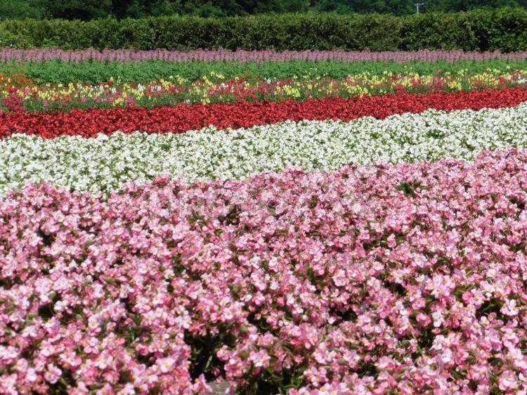 富良野の花畑 カラフル,ガーデニング,パッチワークの写真素材