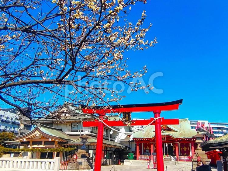 写真素材：穴守稲荷神社と梅の花 穴守稲荷神社,東京,神社の写真素材
