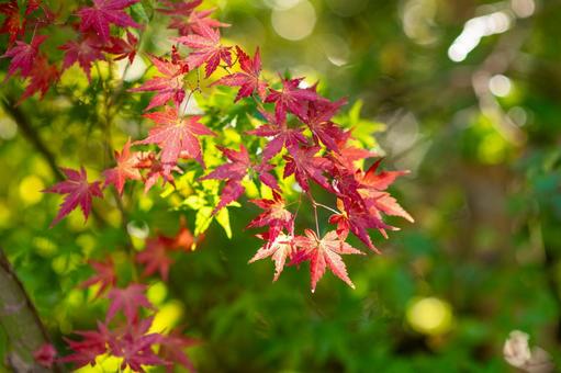光と紅葉のコントラスト 紅葉,もみじ,秋の写真素材