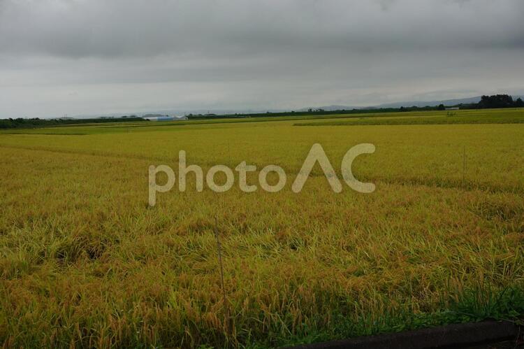 田園風景 田んぼ,米どころ,大崎市の写真素材
