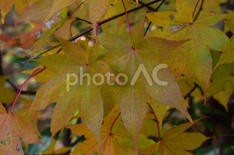 阿寒のもみじ 紅葉,もみじ,秋の写真素材