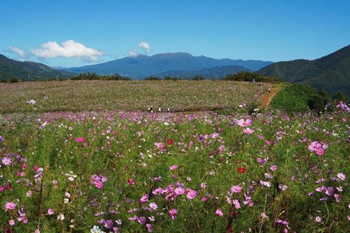「上原(ウワッパラ)高原コスモス園」 「上原(ウワッパラ)高原コスモス園」 コスモス,秋桜,コスモス畑の写真素材