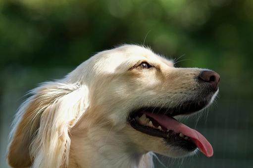 ワンコの顔(ミックス犬) ワンコの顔(ミックス犬) 犬,ミックス犬,ミックスの写真素材