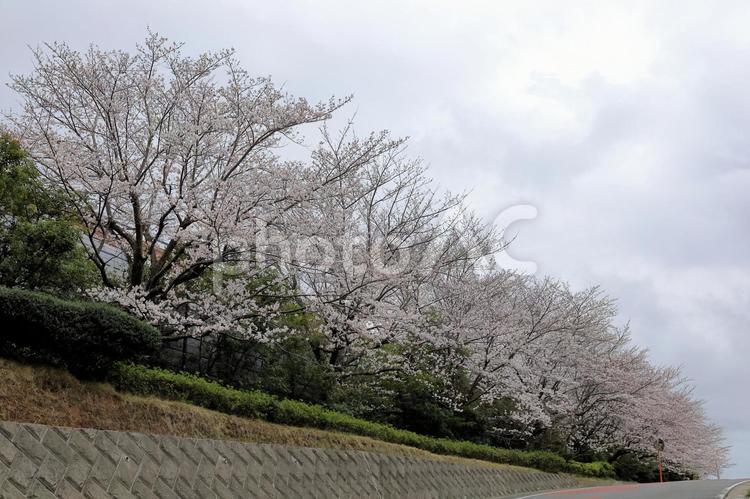 見上げるサクラ 桜,さくら,サクラの写真素材