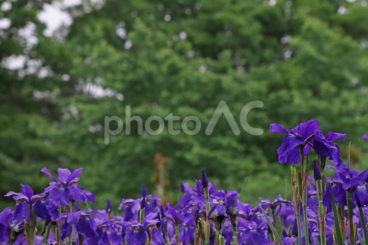 春の公園のイメージ 公園,春,自然の写真素材