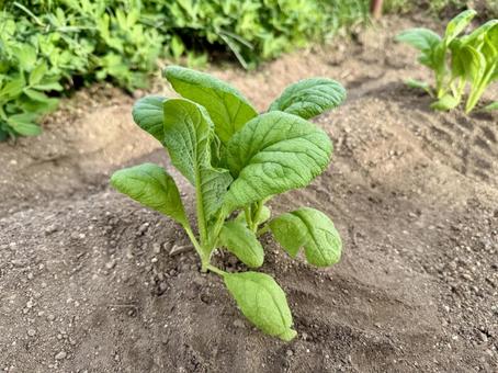 かつお菜 かつお菜 野菜,苗,栽培の写真素材