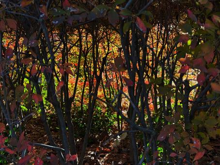 ドウダンツツジの生垣 ドウダンツツジ,生垣,紅葉の写真素材