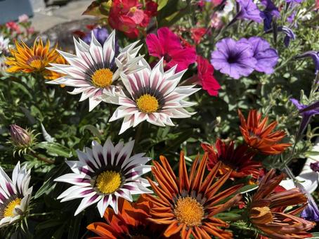 Flowers, JPG Flowers, JPG