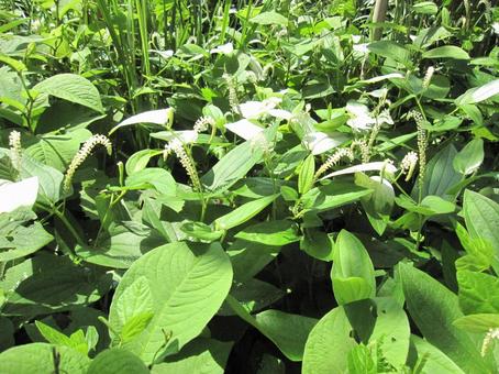 ハンゲショウ・半夏生　自然風景 水辺群生,涼しげ,葉の付け根の写真素材