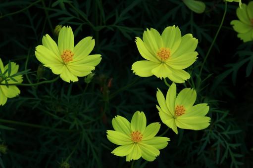 秋風に揺れて咲く コスモス,秋桜,花の写真素材