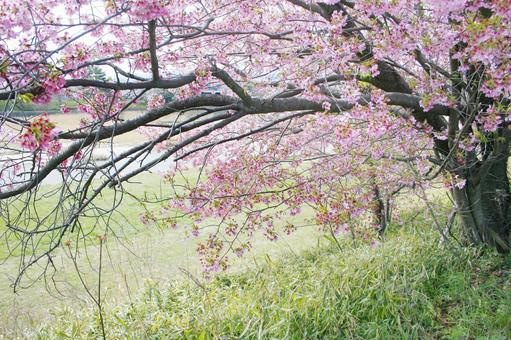 桜-109 桜-109 さくら,春,自然の写真素材