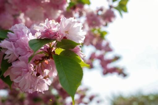 桜の花と若葉の写真