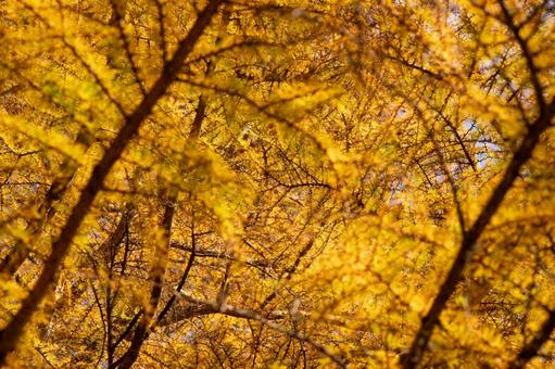 標茶町の黄金カラマツ林 北海道,標茶町,秋の写真素材
