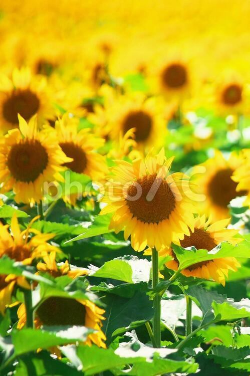 北竜町のひまわり畑 ひまわり畑,旅行,夏の写真素材