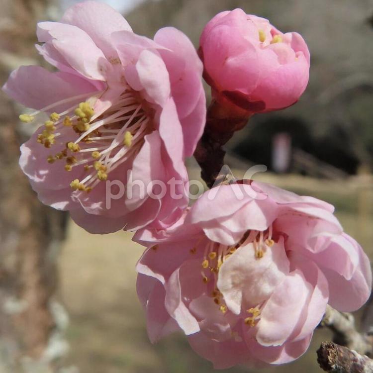 ウメ - No: 26347670｜写真素材なら「写真AC」無料（フリー）ダウンロードOK