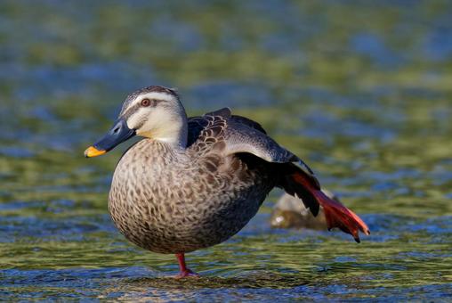 足を伸ばすカルガモ カルガモ,夏留鴨,軽鴨の写真素材