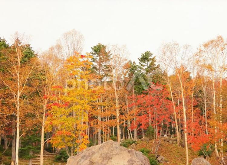 秋の木 秋,紅葉,赤の写真素材