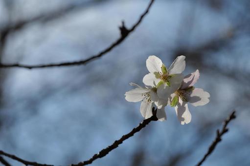 四季桜 四季桜の写真