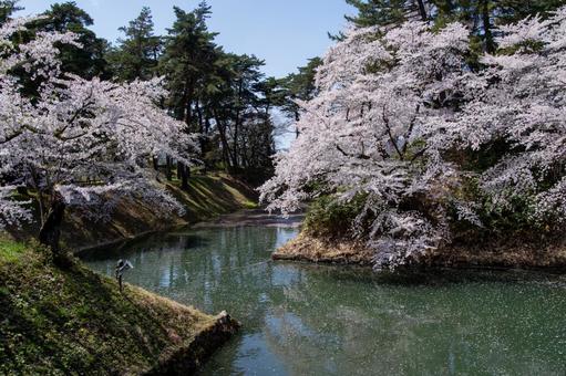 弘前公園の満開の桜 弘前公園の満開の桜 桜,堀,美しいの写真素材