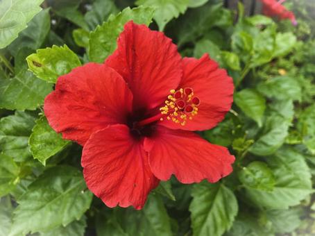 ハイビスカス（ブッソウゲ）赤 ハイビスカス,ブッソウゲ,赤の写真素材