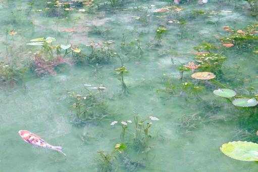 名もなき池(モネの池)_1 名もなき池(モネの池)_1 名もなき池,モネの池,鯉の写真素材