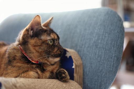 爪研ぎで横向く猫 ねこ,猫,ネコの写真素材