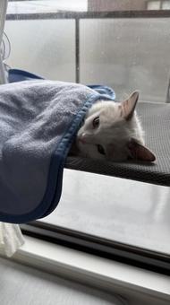 ハンモックで眠る猫の写真