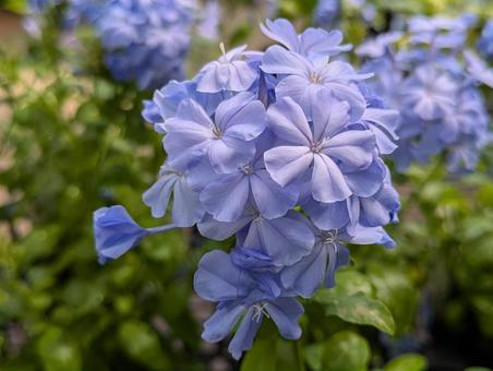 ルリマツリ ルリマツリ,花,flowerの写真素材