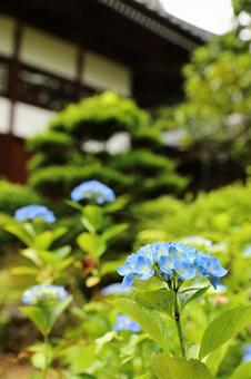 長野長谷寺の紫陽花11 長野長谷寺の紫陽花11の写真