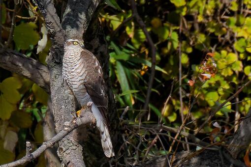 森の木に留まるハイタカ幼鳥 ハイタカ,鷂,灰鷹の写真素材