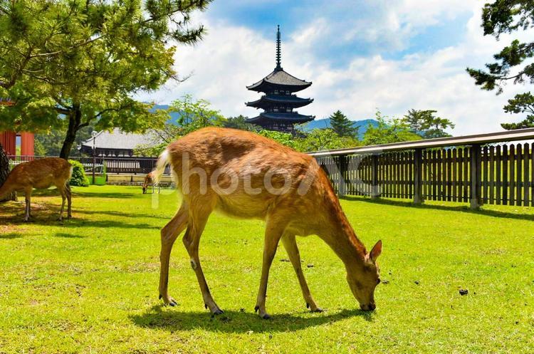 奈良公園の鹿と国宝五重塔 奈良公園,鹿,奈良の写真素材