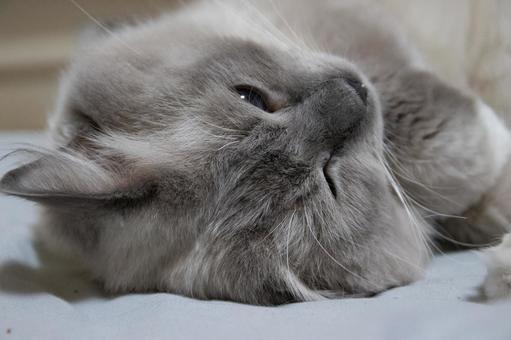 寝る猫 ねこ,ラグドール,大型猫の写真素材