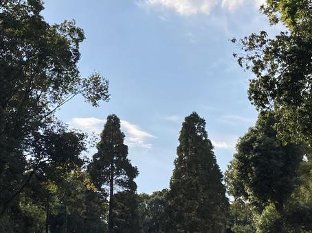 大空と木々のコラボ④ 大空と木々のコラボ④の写真