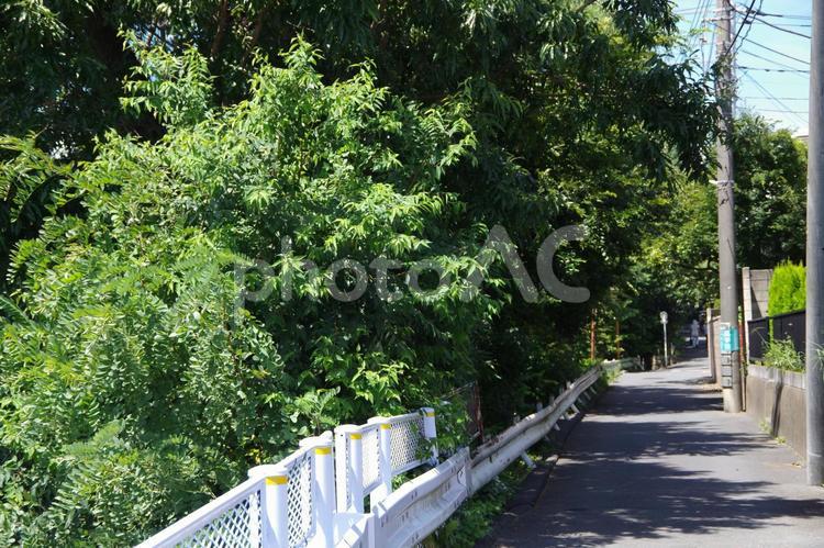 緑の多い住宅街 通学路,閑静,住宅街の写真素材