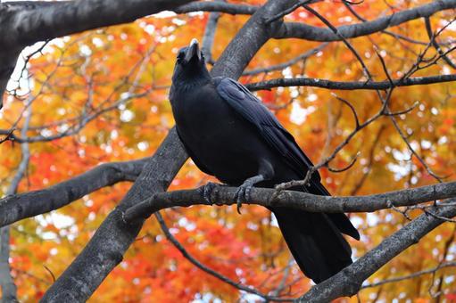 カラス 鳥,野鳥,野生の写真素材