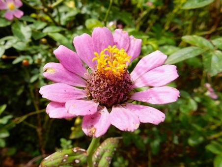 【花の写真】 ヒャクニチソウ（百日草） 百日草,ヒャクニチソウ,植物の写真素材