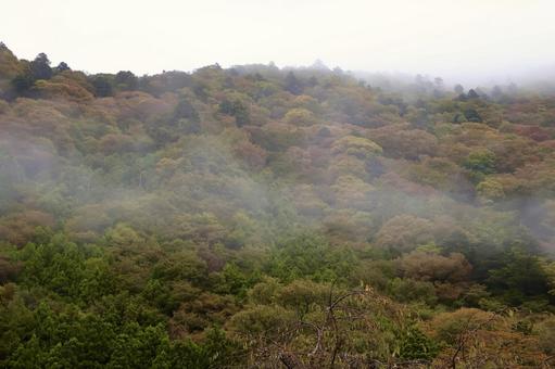 霧の秋山 秋,霧,山の写真素材