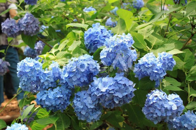6月の花　アジサイ あじさい,アジサイ,紫陽花の写真素材