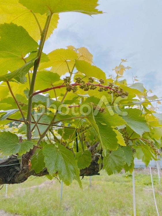 剪定した葡萄 葡萄,剪定,ぶどうの写真素材