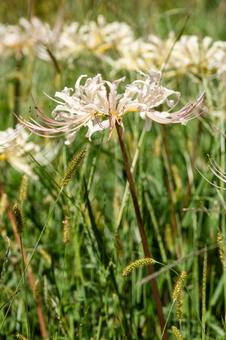 ヒガンバナ(95)の写真