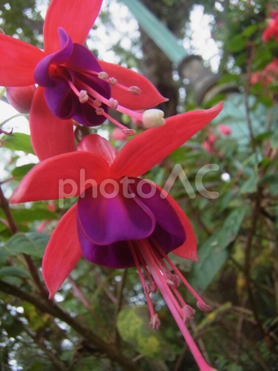 チェンマイ（タイ北部の観光地）の花・６月 タイ,チェンマイ,花の写真素材