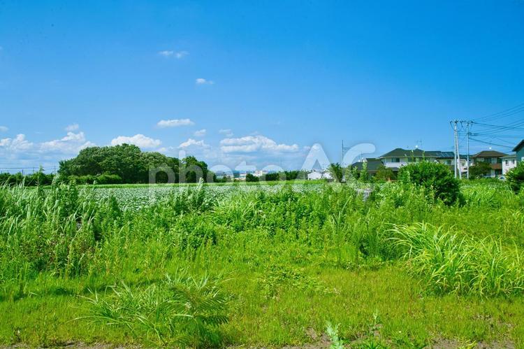 快晴の下の田舎の風景 畑,農業,風景の写真素材