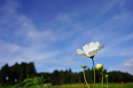 <秋のイメージ>コスモス <秋のイメージ>コスモス 秋桜,コスモス,秋のイメージの写真素材