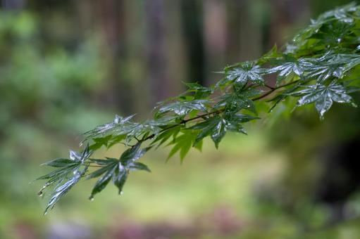 雨の日の青紅葉 青紅葉,紅葉,あおもみじの写真素材