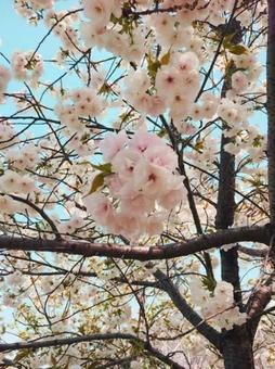 桜の花 桜の花の写真