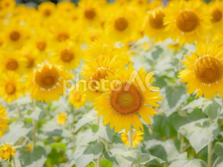たくさんのひまわり ひまわり,向日葵,ヒマワリの写真素材