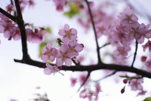 河津桜の写真