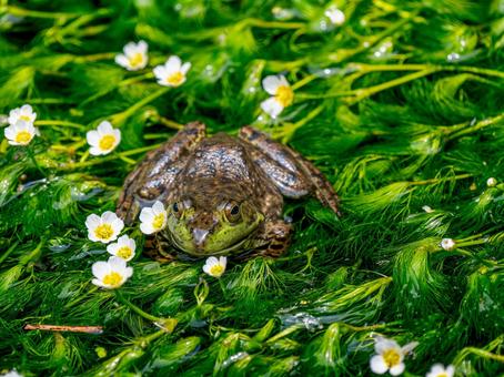 水辺のウシガエル 水辺のウシガエルの写真