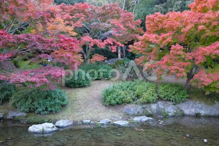 １１月下旬の栗林公園の日中の紅葉 背景,紅葉,きれいの写真素材
